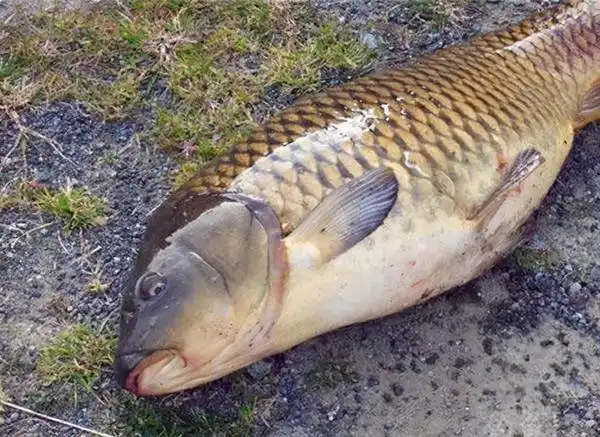 鲤鱼爱吃什么食物现在钓鱼用什么饵,野生大鲤鱼爱吃三种饵料