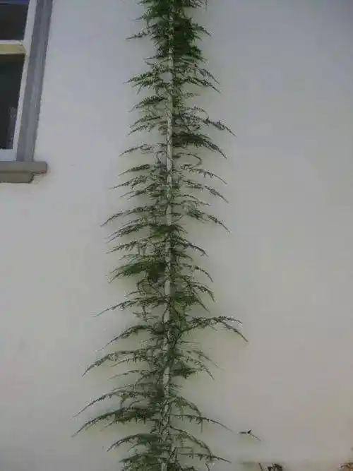 文竹竟然爬上了房顶,怎么养的?