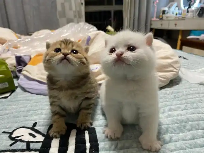 英短银渐层  #金渐层  #金虎斑  太可爱了吧宝宝们越来越大啦