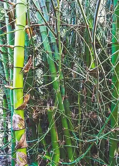 从前刺竹作篱笆_新浪财经_新浪网