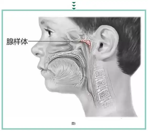 孩子学习成绩下降别责怪可能是腺样体肥大惹的祸