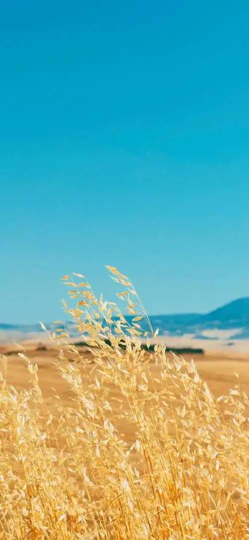 iphone壁纸超话#iphone12promax