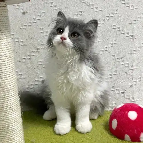 性格超好 价格更好#深圳猫舍  #蓝白  #英短蓝白  #蓝白长毛猫  #蓝白