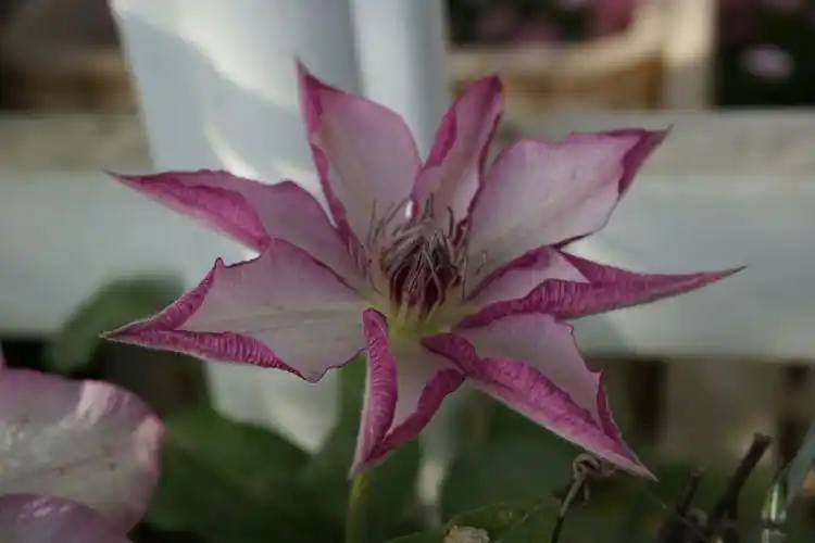 铁线莲——面白