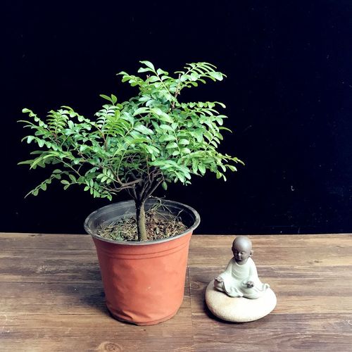 云南昆明红芽正宗清香木紫油木芳香绿植花卉盆栽植物清香木老桩