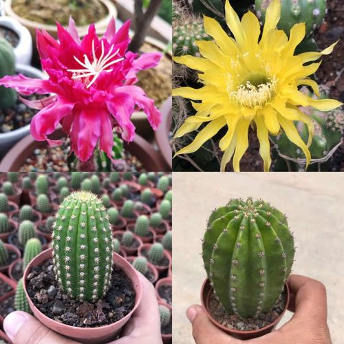 黄花帕帕吉娜粉帕帕基诺毛花柱开大花仙人柱仙人球防辐射多肉盆栽