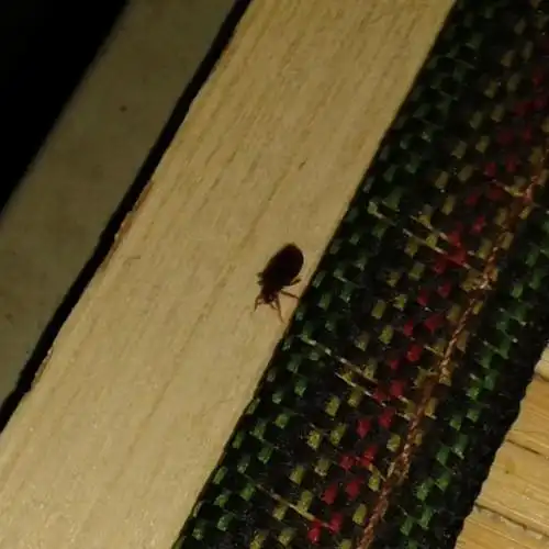 我项目宿舍床上也有吸血的虫,太可怕了,难道就没有什么办法能彻底消灭