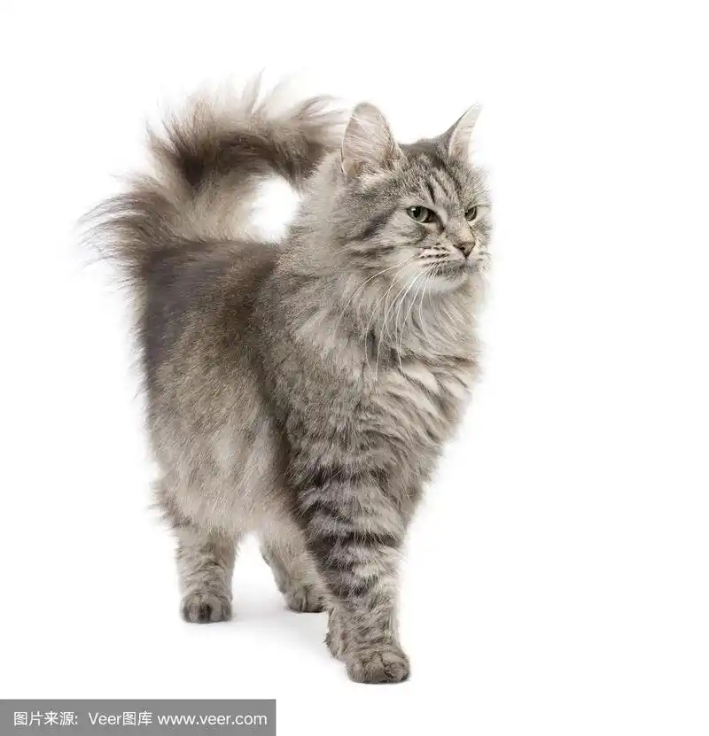 杂交西伯利亚和波斯猫