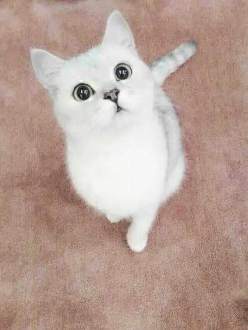 武汉灰白英短18个月母猫求老公