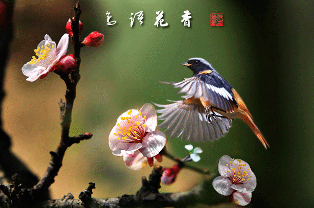 清代宫廷画师郎世宁工笔花鸟画欣赏