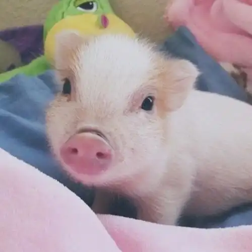 萌化人的可爱小粉猪图片谁还不是小可爱咋滴