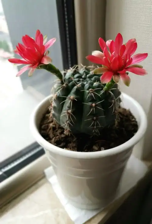 仙人球绽放美丽花