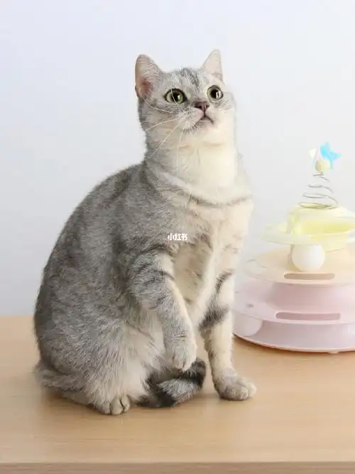 鱼骨纹英短妹妹|一岁领养未绝育