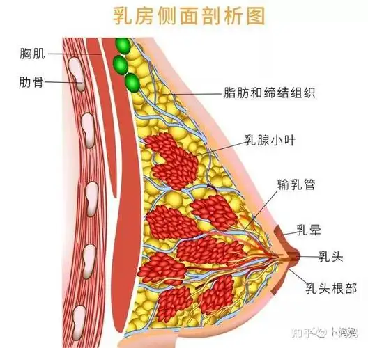 卜妈妈你知道吗从怀孕开始你的乳房就开始储奶了