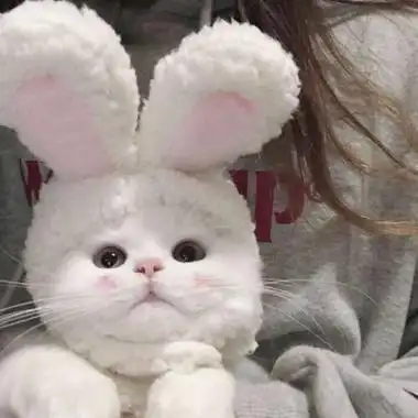 ins可爱小猫萌物头像大全