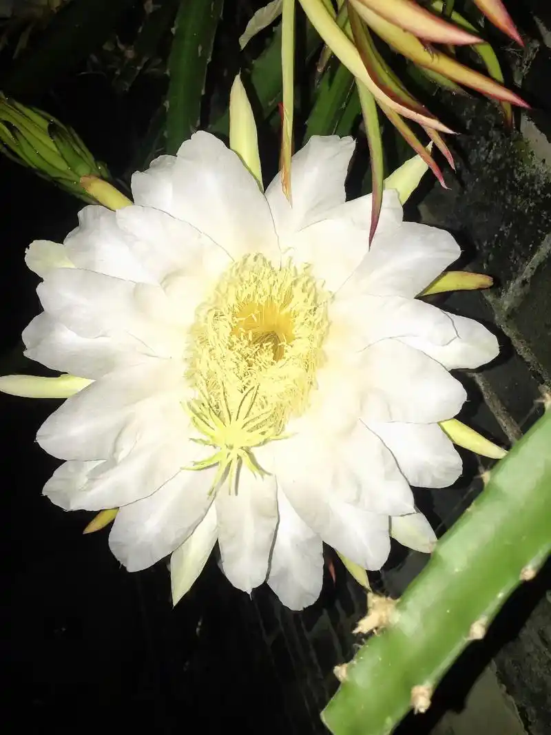 听说火龙果花和昙花是近亲 趁娃睡了,赶紧上楼拍摄一下"夜美 - 抖音