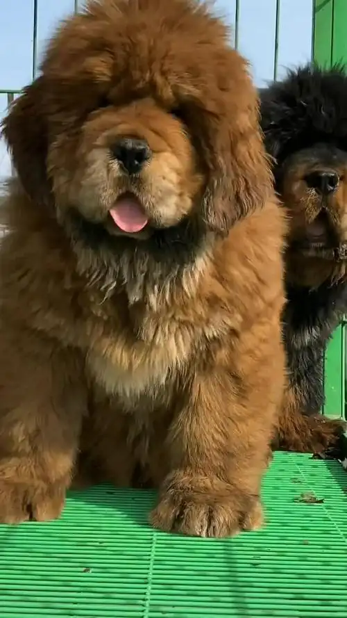 这是两个半月的藏獒宝宝,简直是太可爱了
