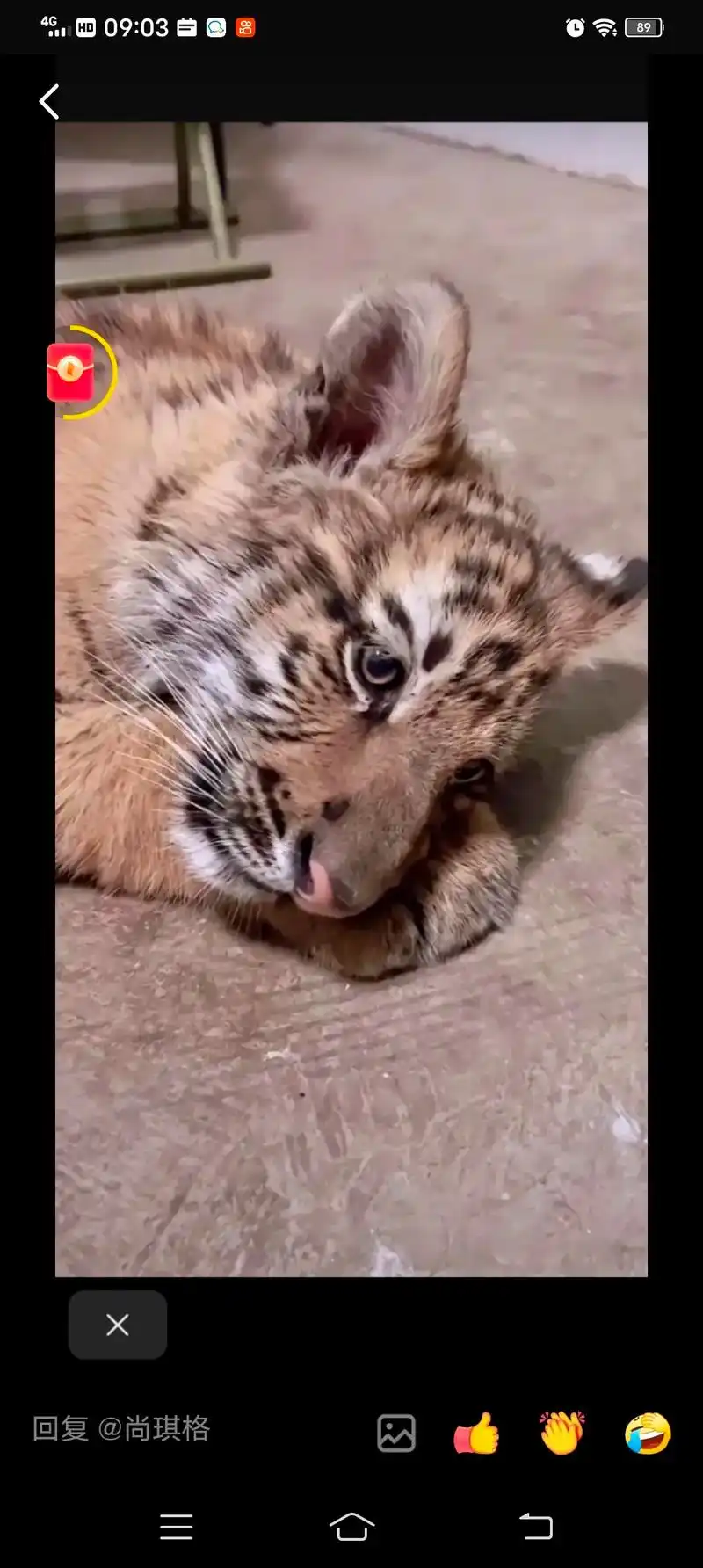 爱惨了这些图片,还有这样的吗?#奶凶奶凶的小老虎 #呆萌小老 - 抖音