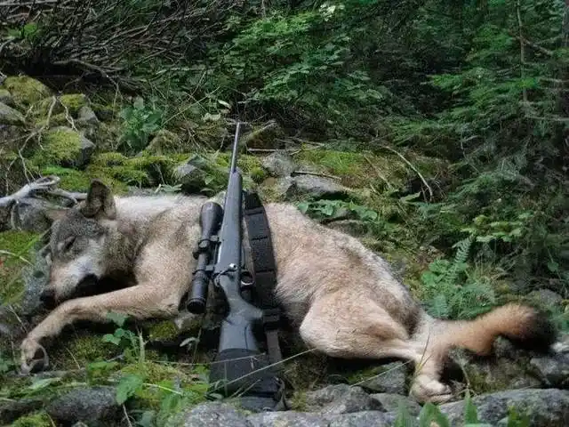 强悍凶残的狼它的天敌是什么