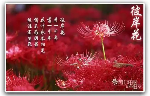 时间不紧不慢的走着,这朵血红妖艳的花一直孤零零的开着,野