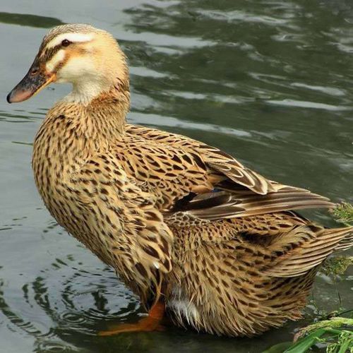 斓维品老鸭土鸭3年老鸭子农家散养土鸭子麻鸭新鲜鸭子肉活体老水鸭