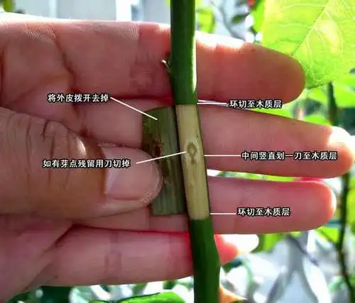 夏天月季扦插难, 用这方法成活率多十倍