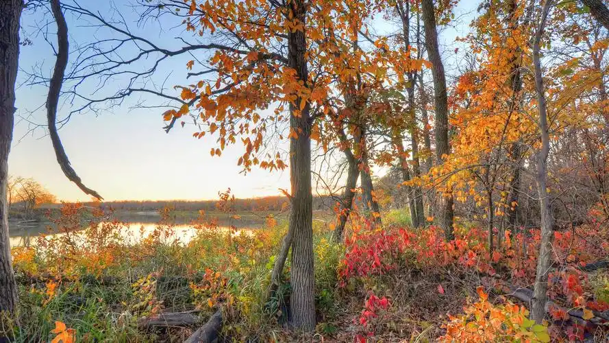 秋,树,红叶,河 壁纸 - 1920x1080 全高清