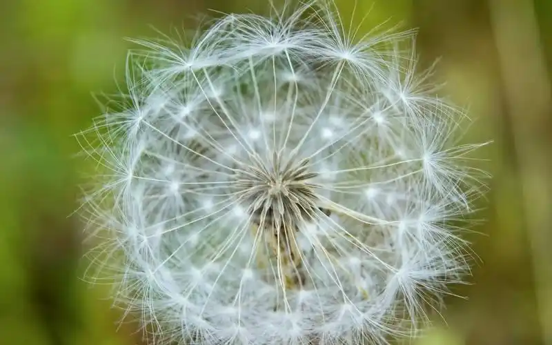 蒲公英图片