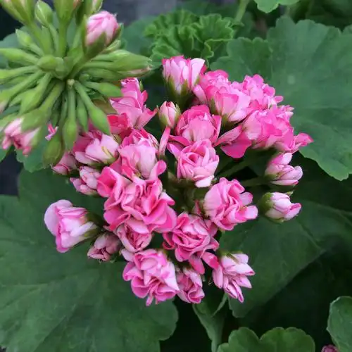 惠惠惠的花园直立天竺葵粉碗量大株型矮小阳台花卉