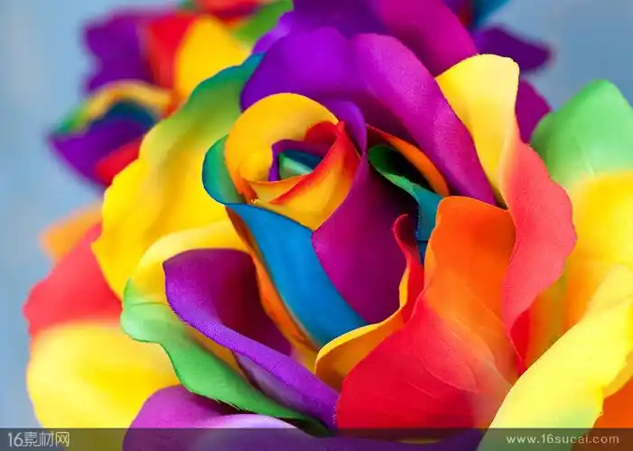 炫彩玫瑰花朵植物高清图片