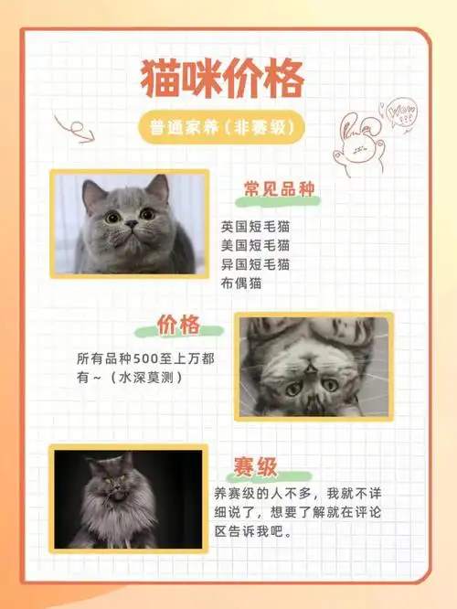 关于猫咪的价格