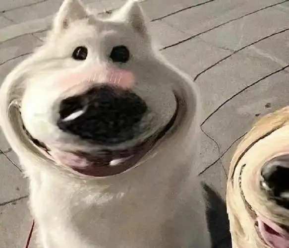 两人沙雕闺蜜头像