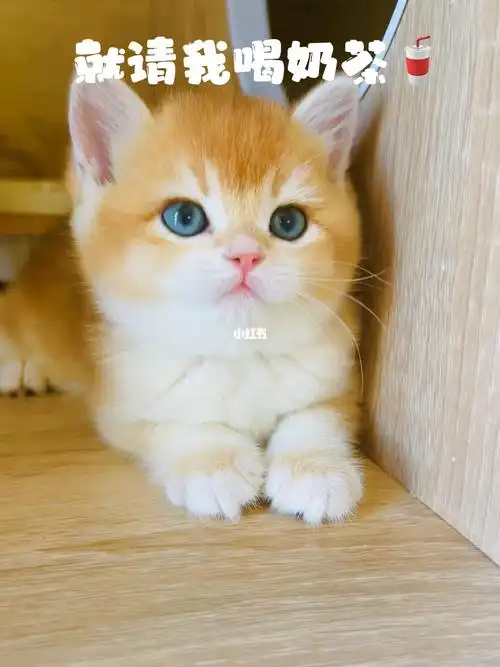 存下来就能拥有这么粘人的小可爱～#我的萌宠  #吸猫  #金渐层猫舍