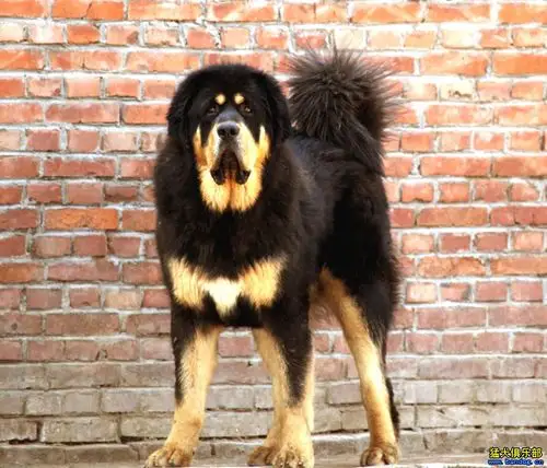 古老版纯种藏獒北京哮天獒园