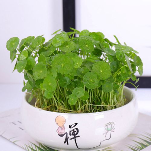 水培铜钱草水培植物盆栽室内招财客厅桌面绿植花卉趣味转运金钱草