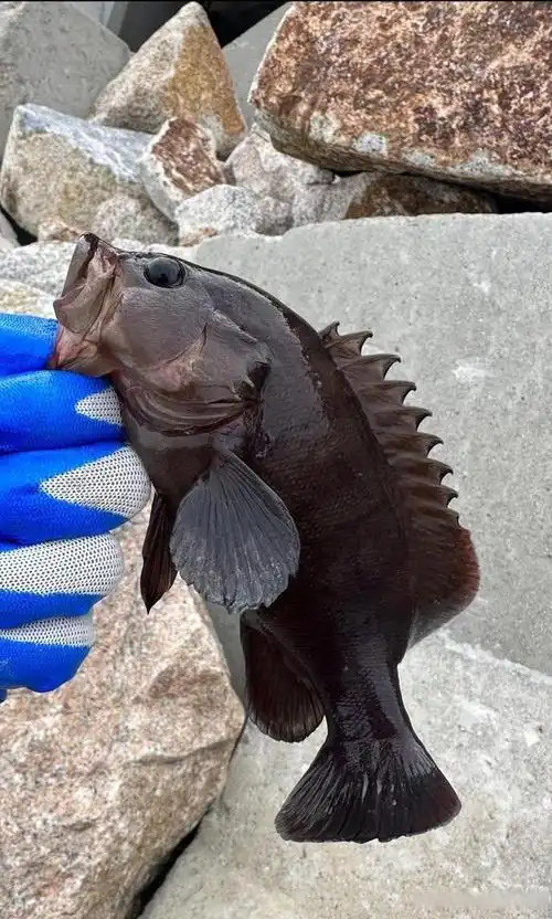 乱石礁洞的石狗公鱼