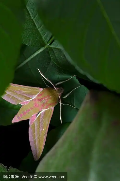 巨大的彩色象鹰飞蛾藏在层层树叶下,被闪电点燃.