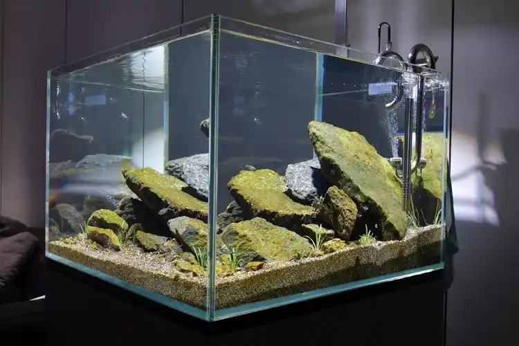 60x60x40,x冷淡风原生方缸 - 原生态造景 - cta南美水族