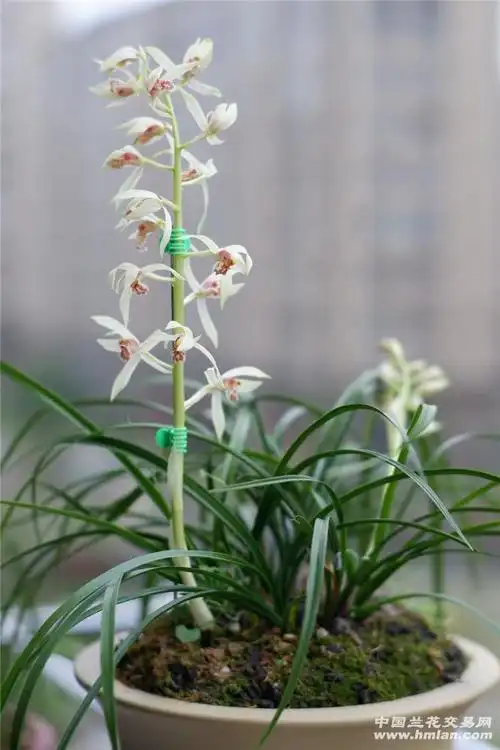 请问蕙兰品种的有白花吗?-蕙兰篇-中国兰花交易网社区