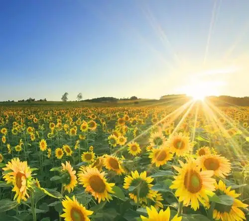 向日葵和太阳的故事