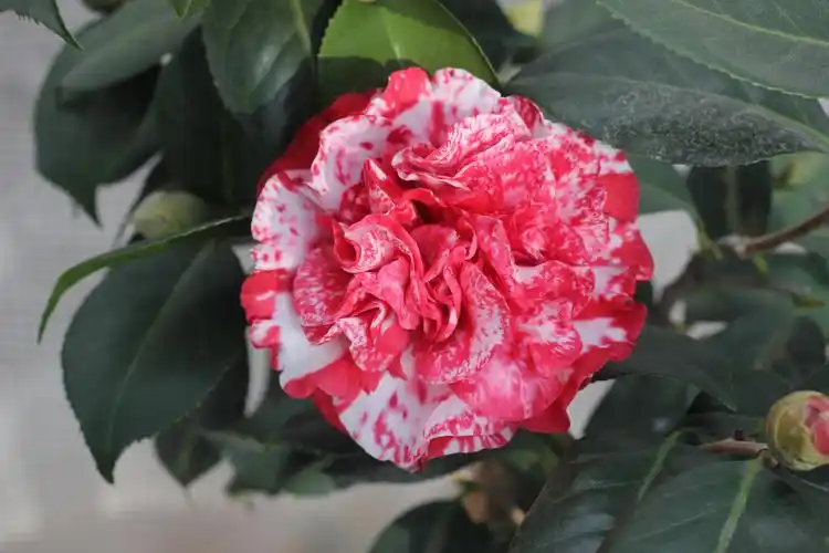 椿萱园名品茶花400之一