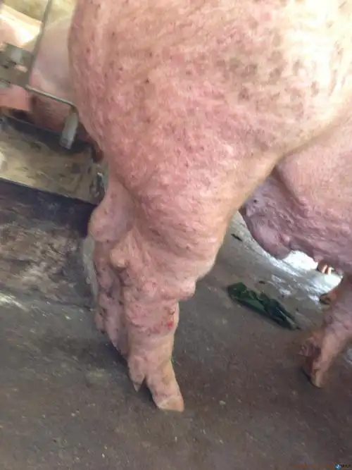 > 正文:肉猪皮肤出现疙瘩养猪免费问病诊断治疗预防主要症状:皮肤慢慢
