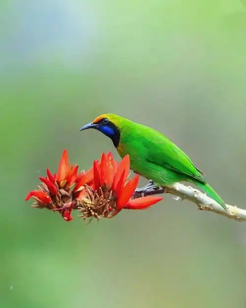 花与鸟的美丽邂逅