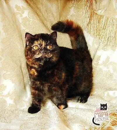 加菲猫花色品相挑选收集篇