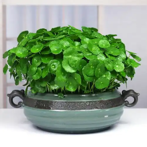 铜钱草水培植物室内桌面净化空气水养花盆器皿绿植花卉金钱草盆栽