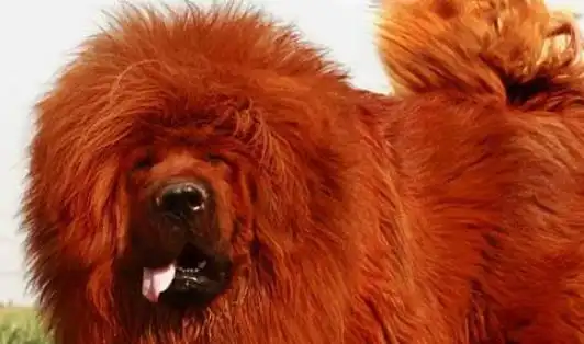 世界上最贵的狗 纯红藏獒身价高达1580多万