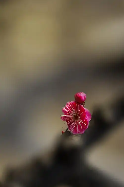 梅(一)_风景_poco摄影,风景,生态,意境,梅花,中国风