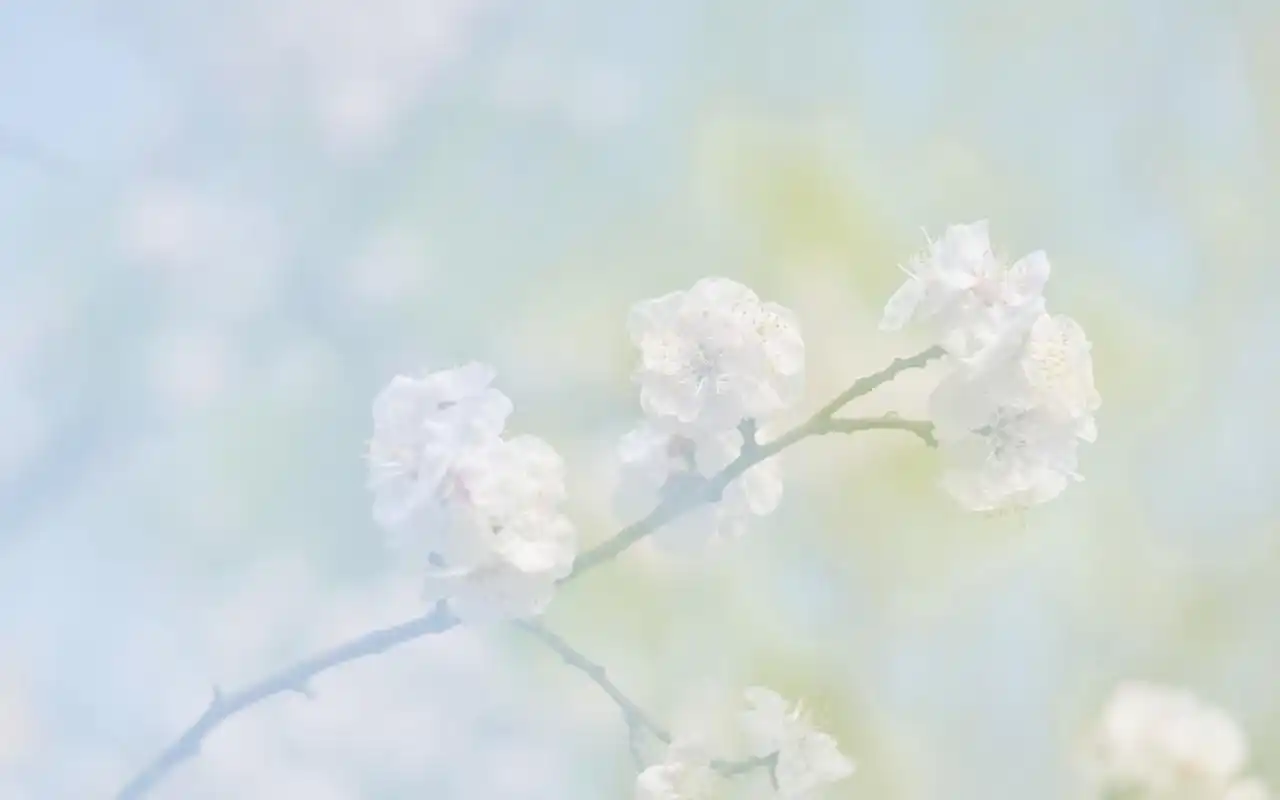 风景壁纸,唯美,花卉,高清,清新,摄影,微距,素雅,壁纸,1920x1200