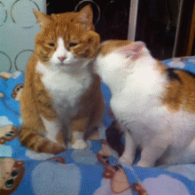 宠物gif别难过了gif舔舔gif搞笑gif萌gifgifgif