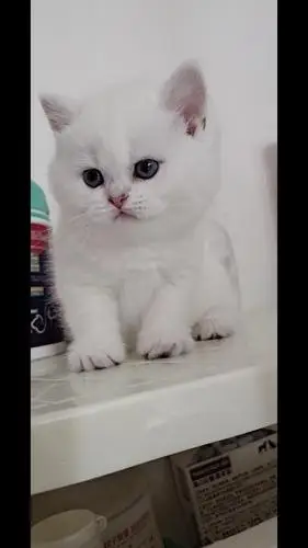 长毛血赛级银点弟弟接受预定